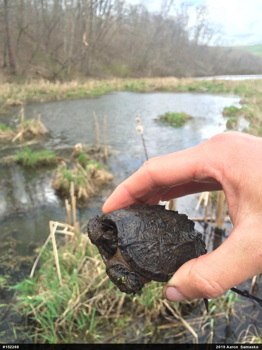 Snapping Turtle