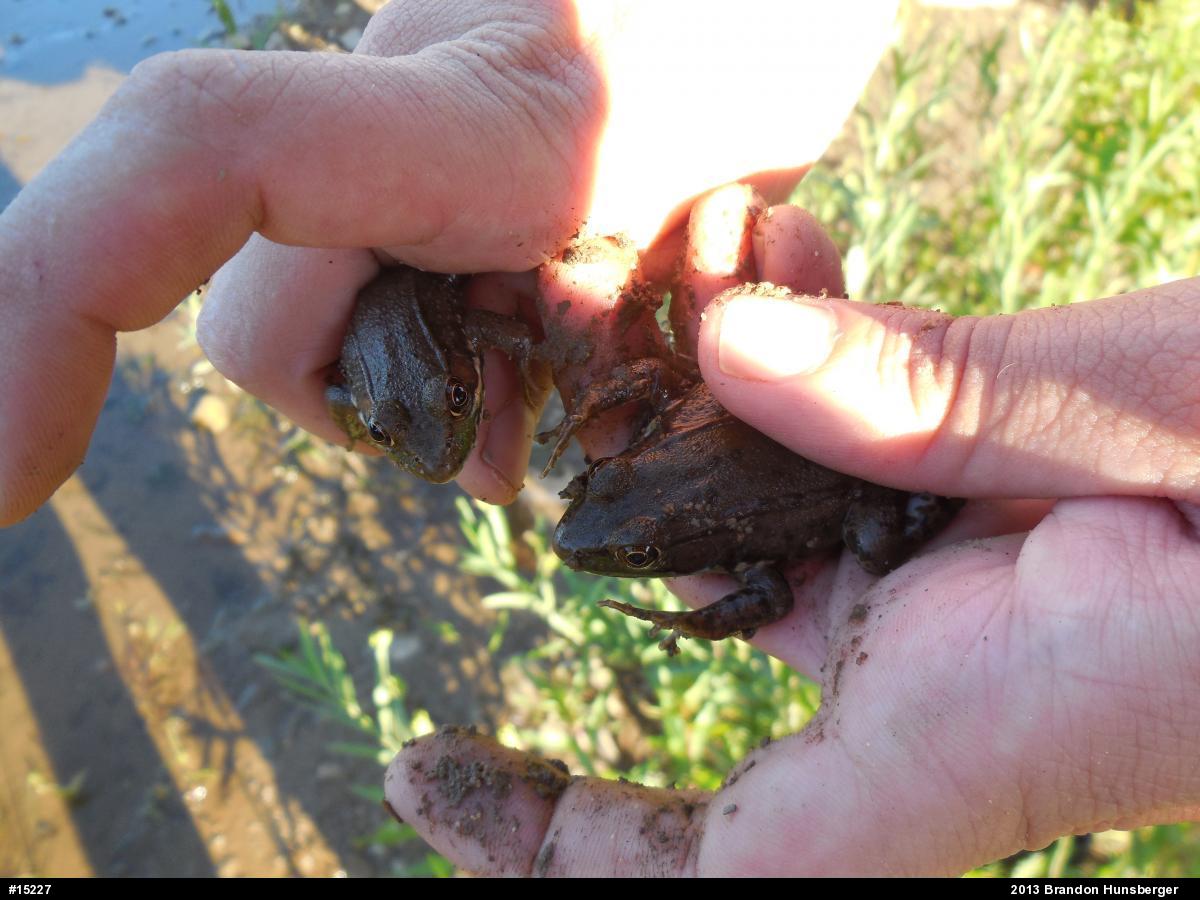 Green Frog