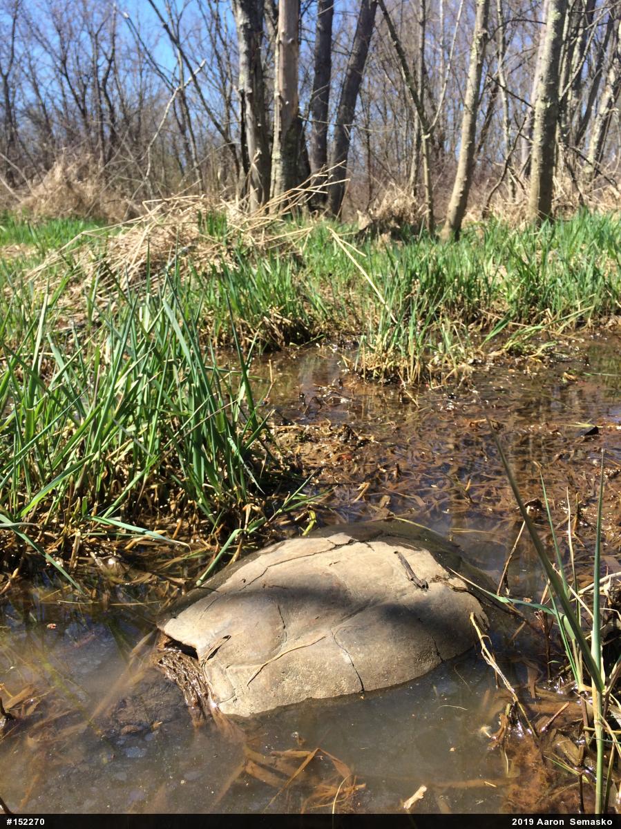 Snapping Turtle