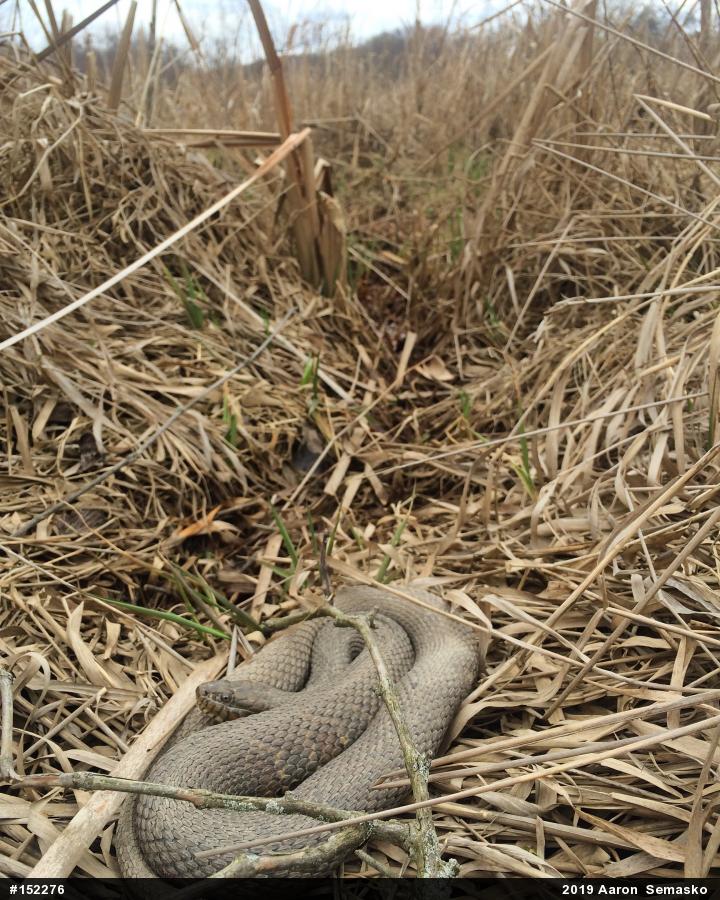Northern Watersnake