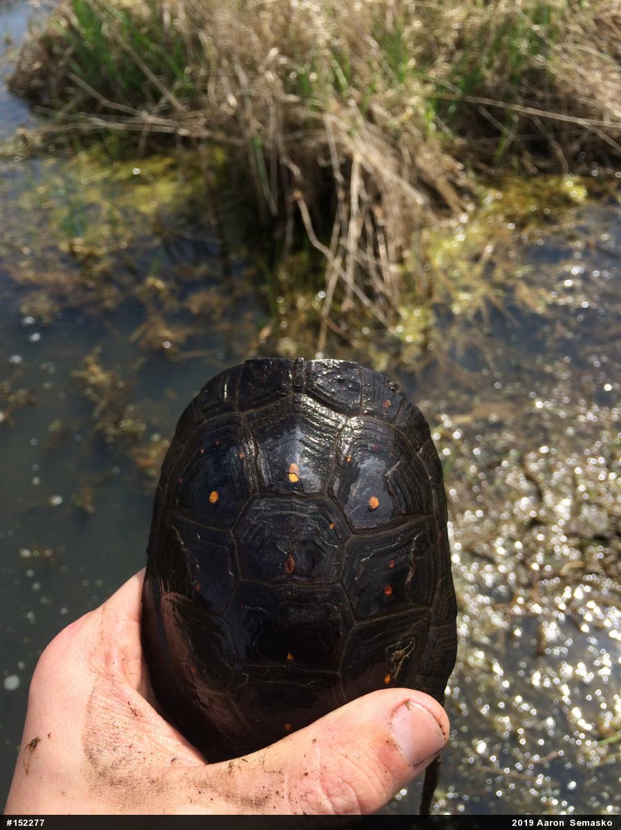 Spotted Turtle