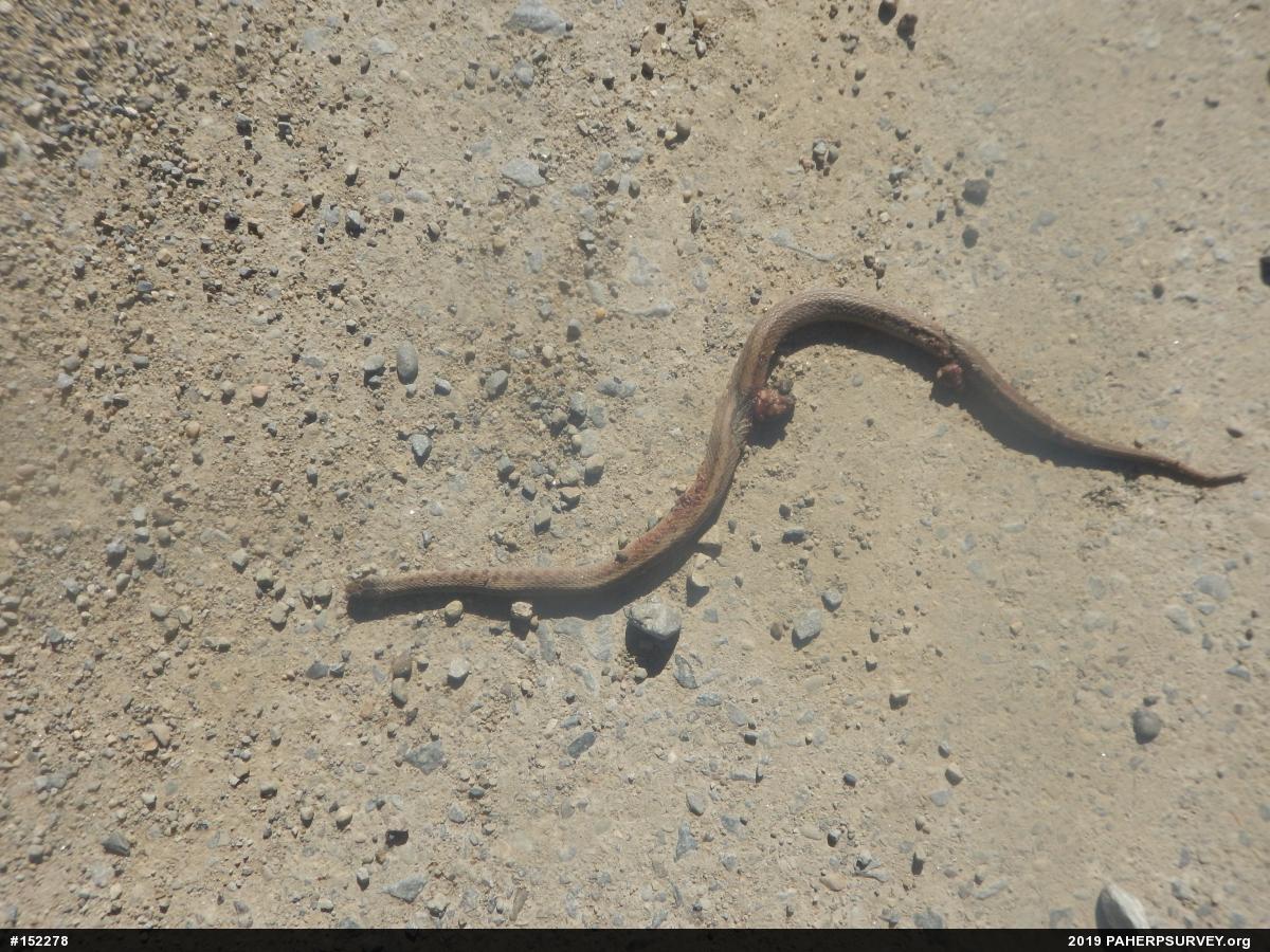 Dekay's Brownsnake