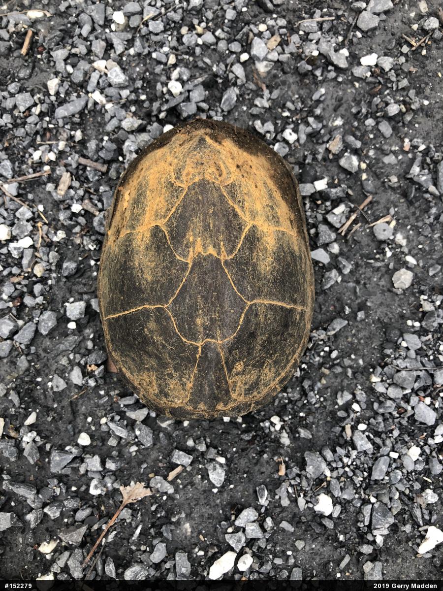 Eastern Musk Turtle