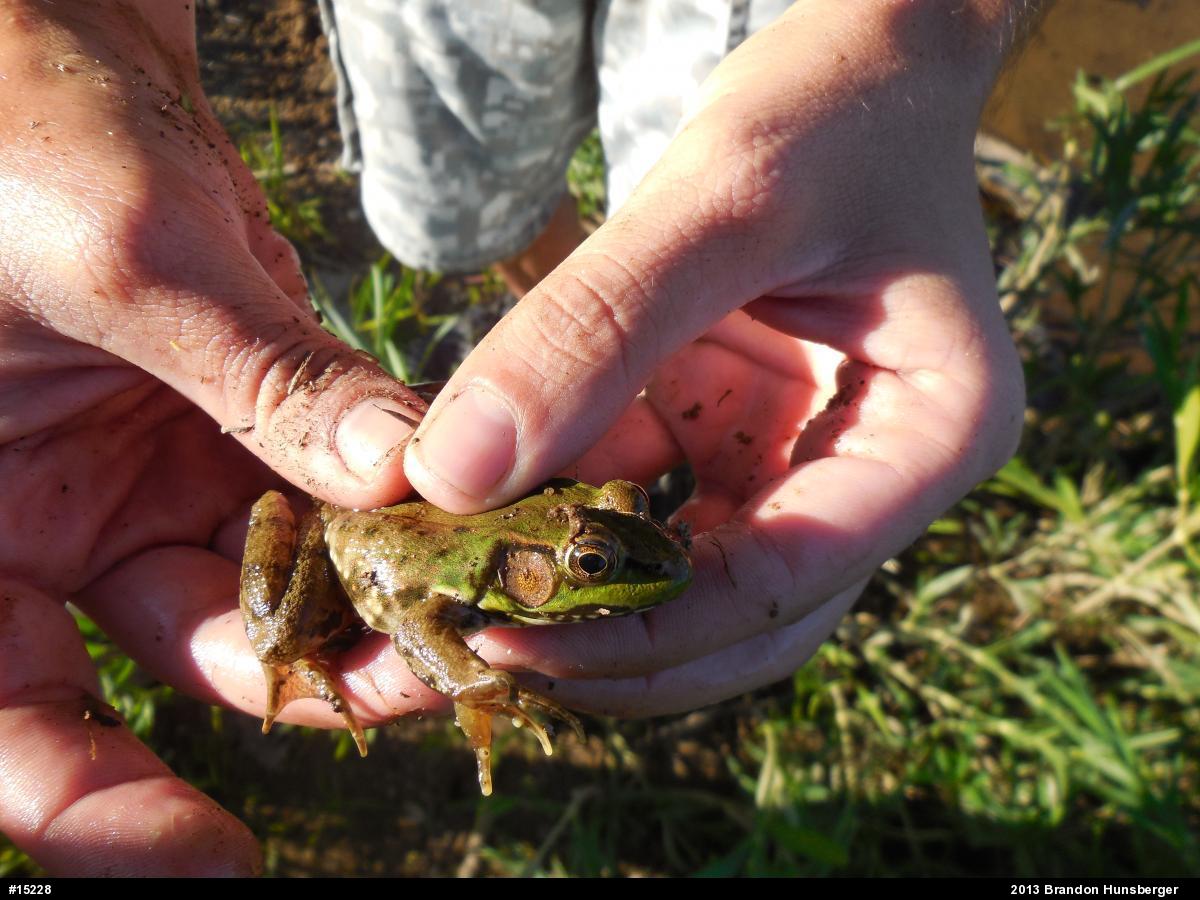 Green Frog
