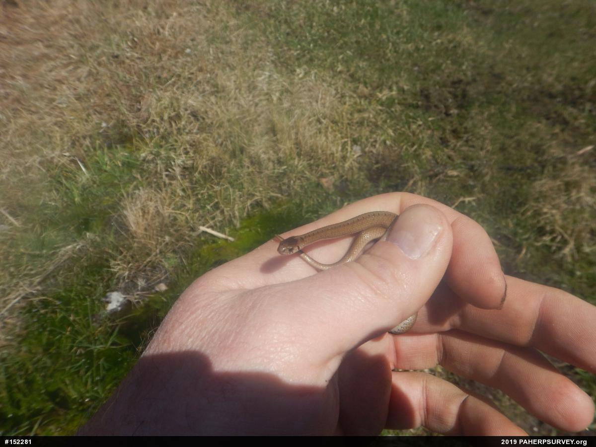 Dekay's Brownsnake