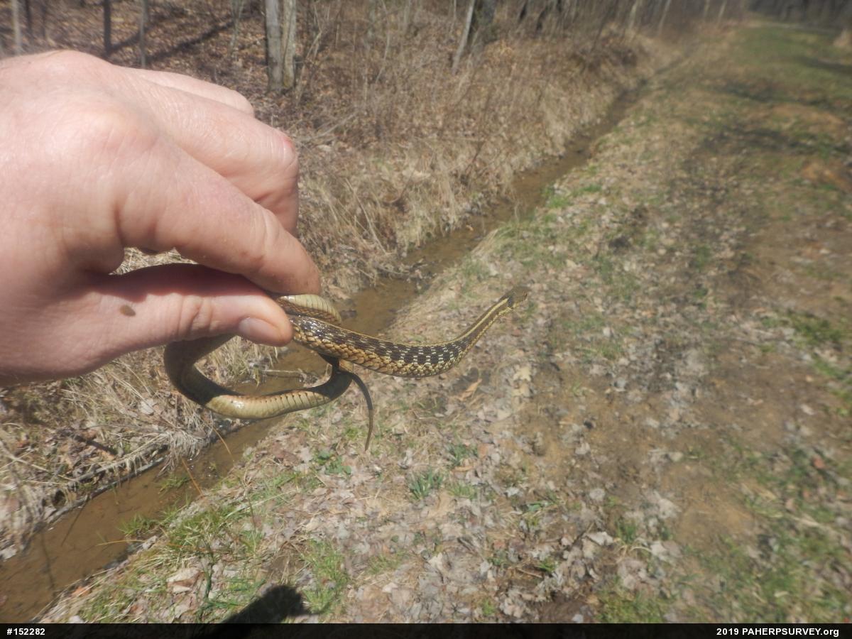 Eastern Gartersnake