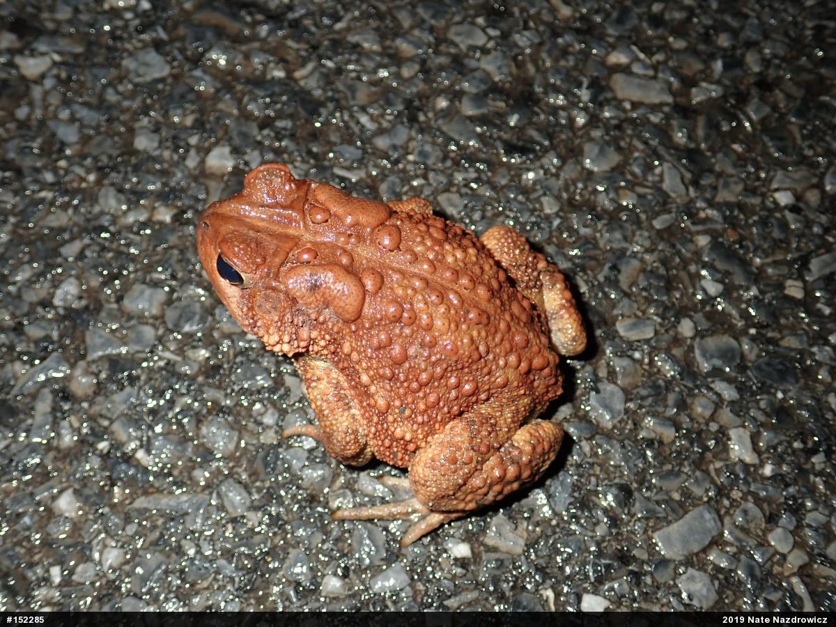 Eastern American Toad
