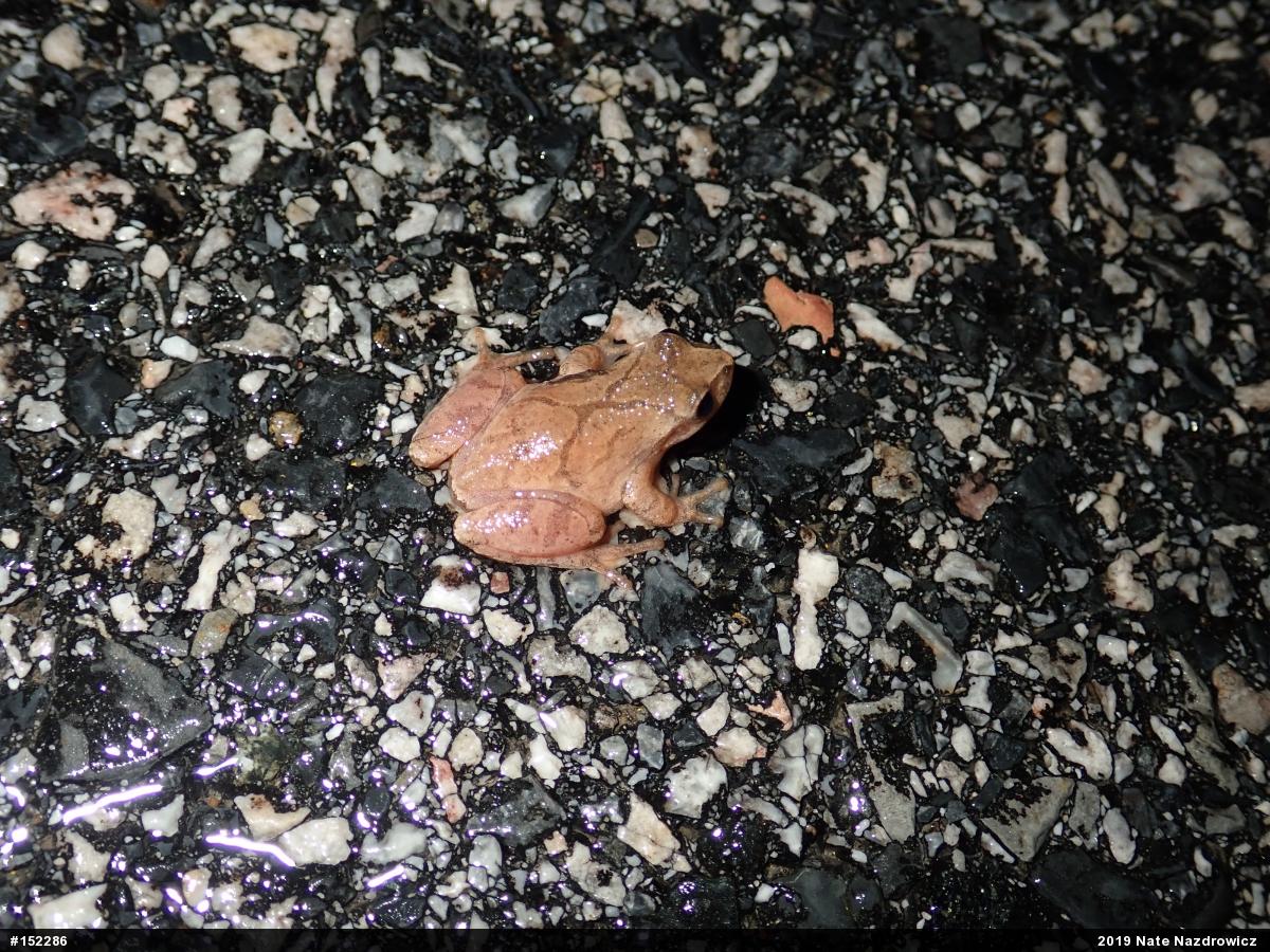 Spring Peeper