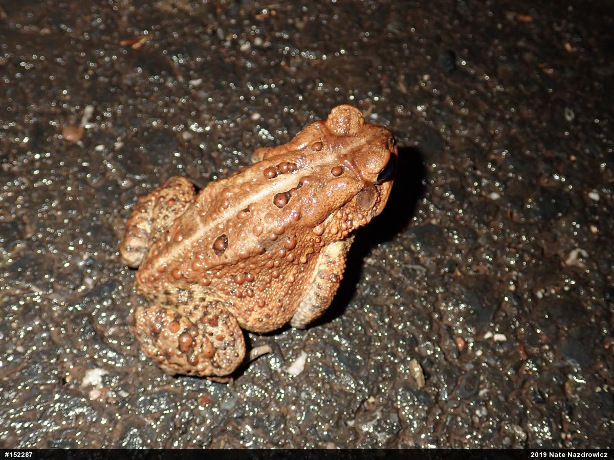 Eastern American Toad