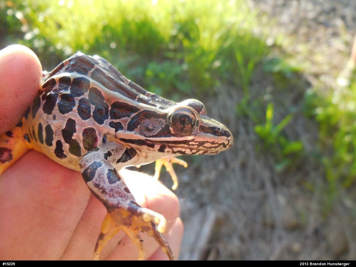 Pickerel Frog
