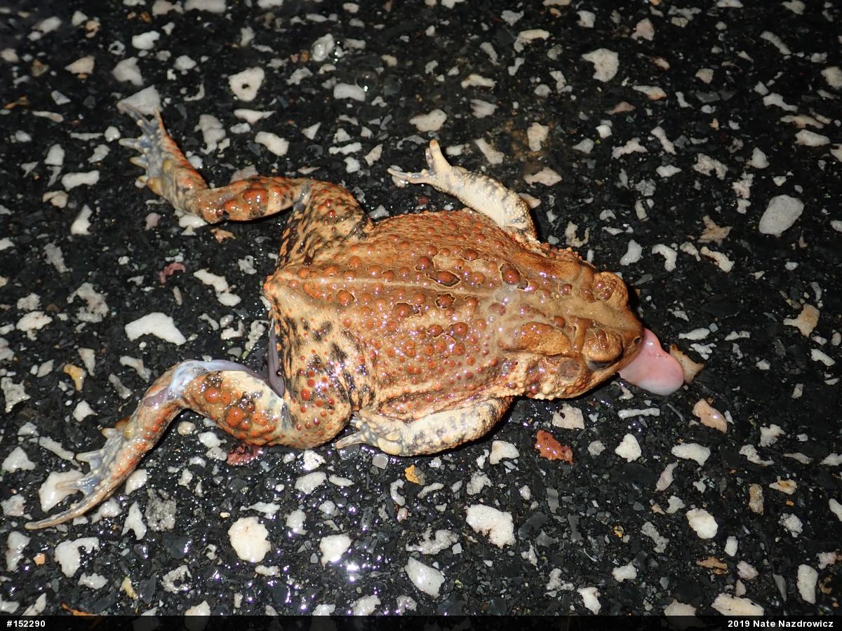 Eastern American Toad