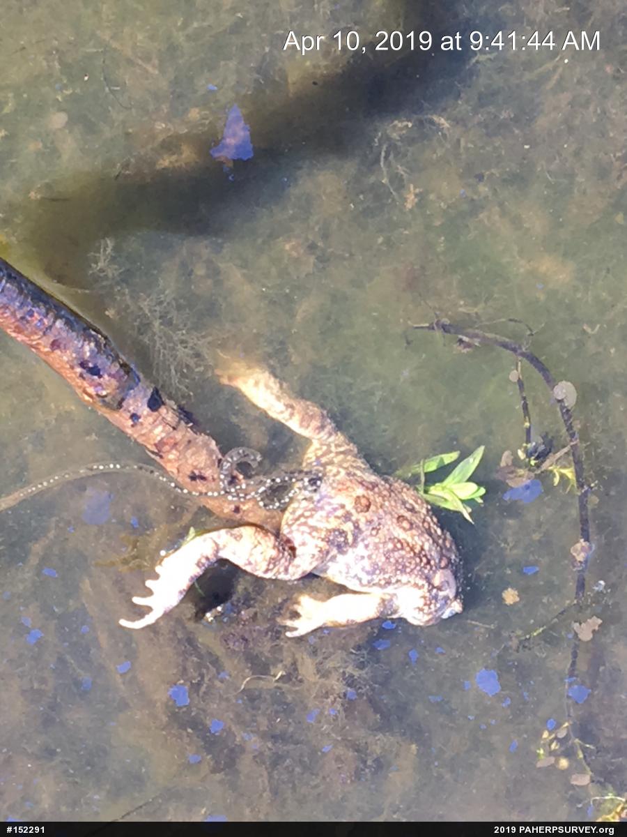 Eastern American Toad