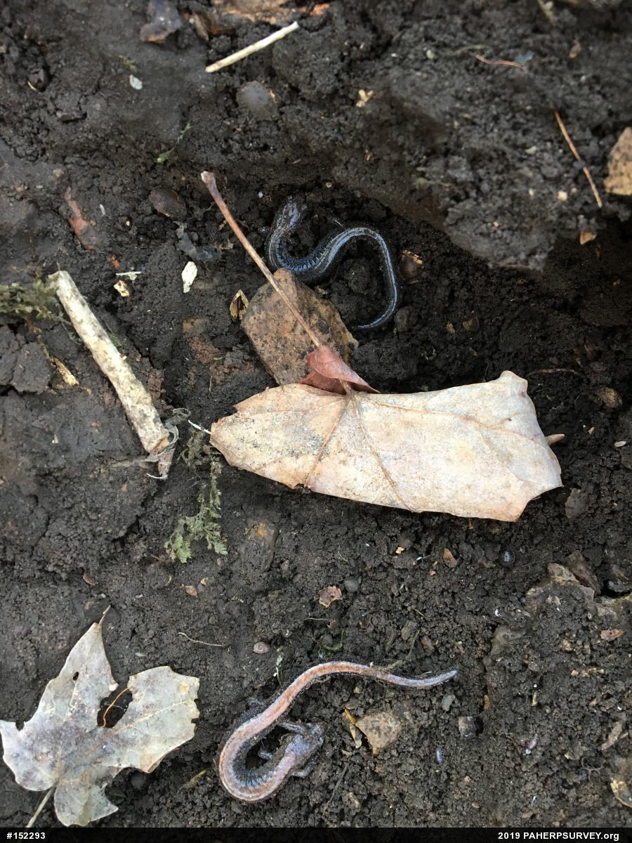 Eastern Red-backed  Salamander