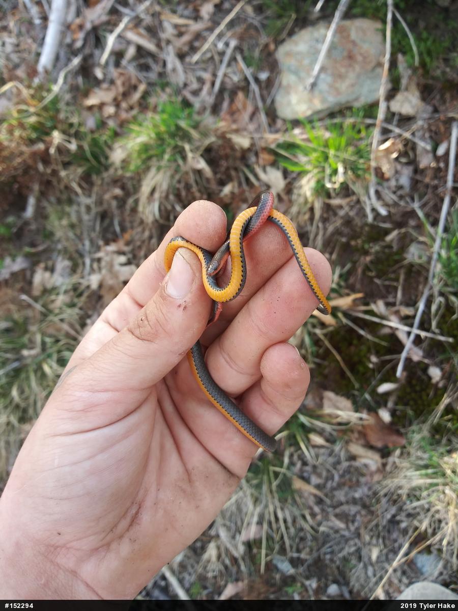 Eastern Wormsnake