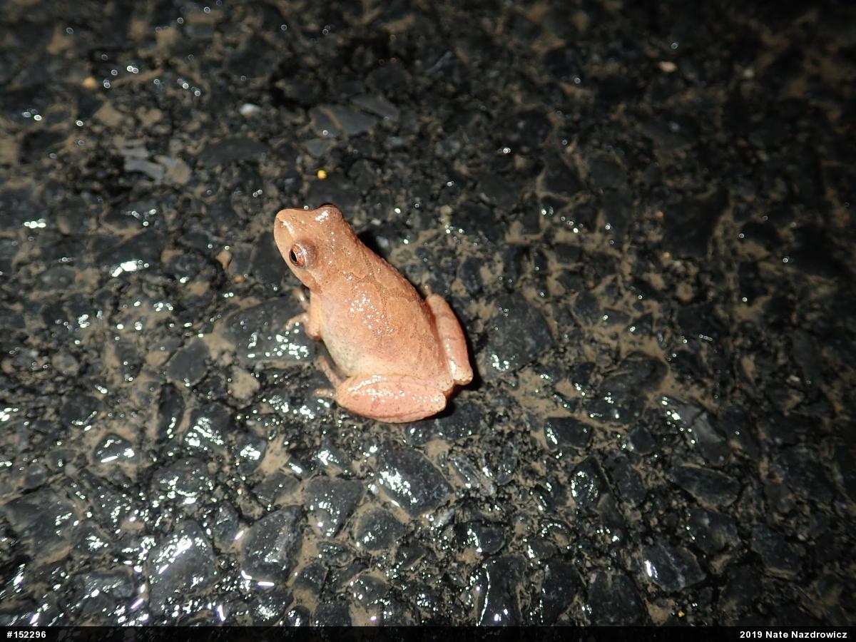Spring Peeper