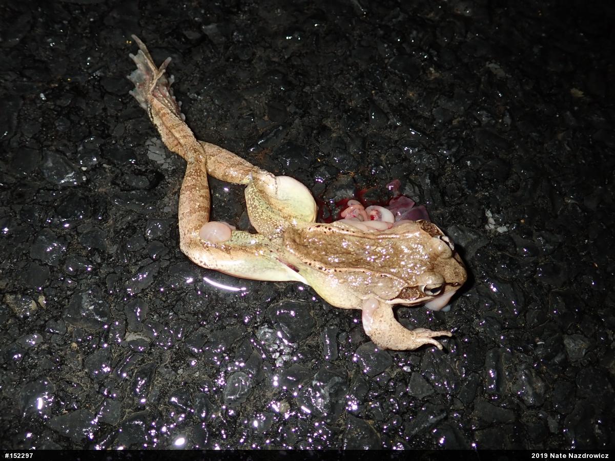 Wood Frog