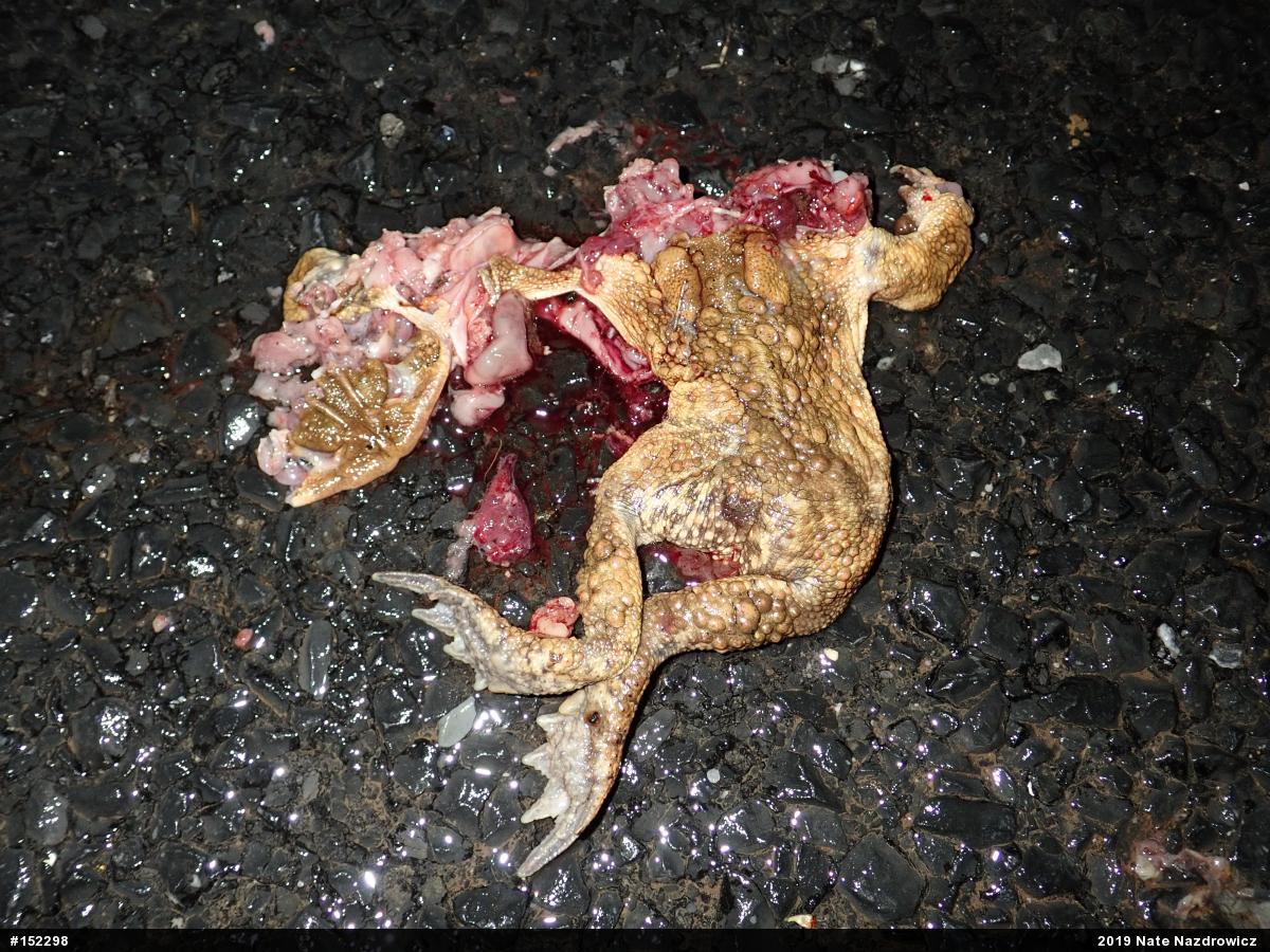 Eastern American Toad
