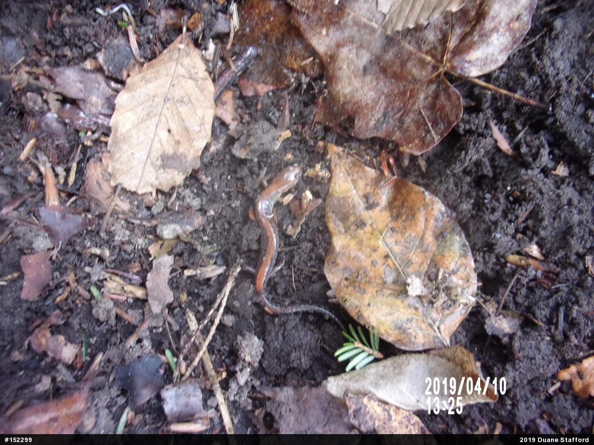 Eastern Red-backed  Salamander