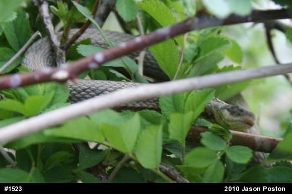 Queensnake
