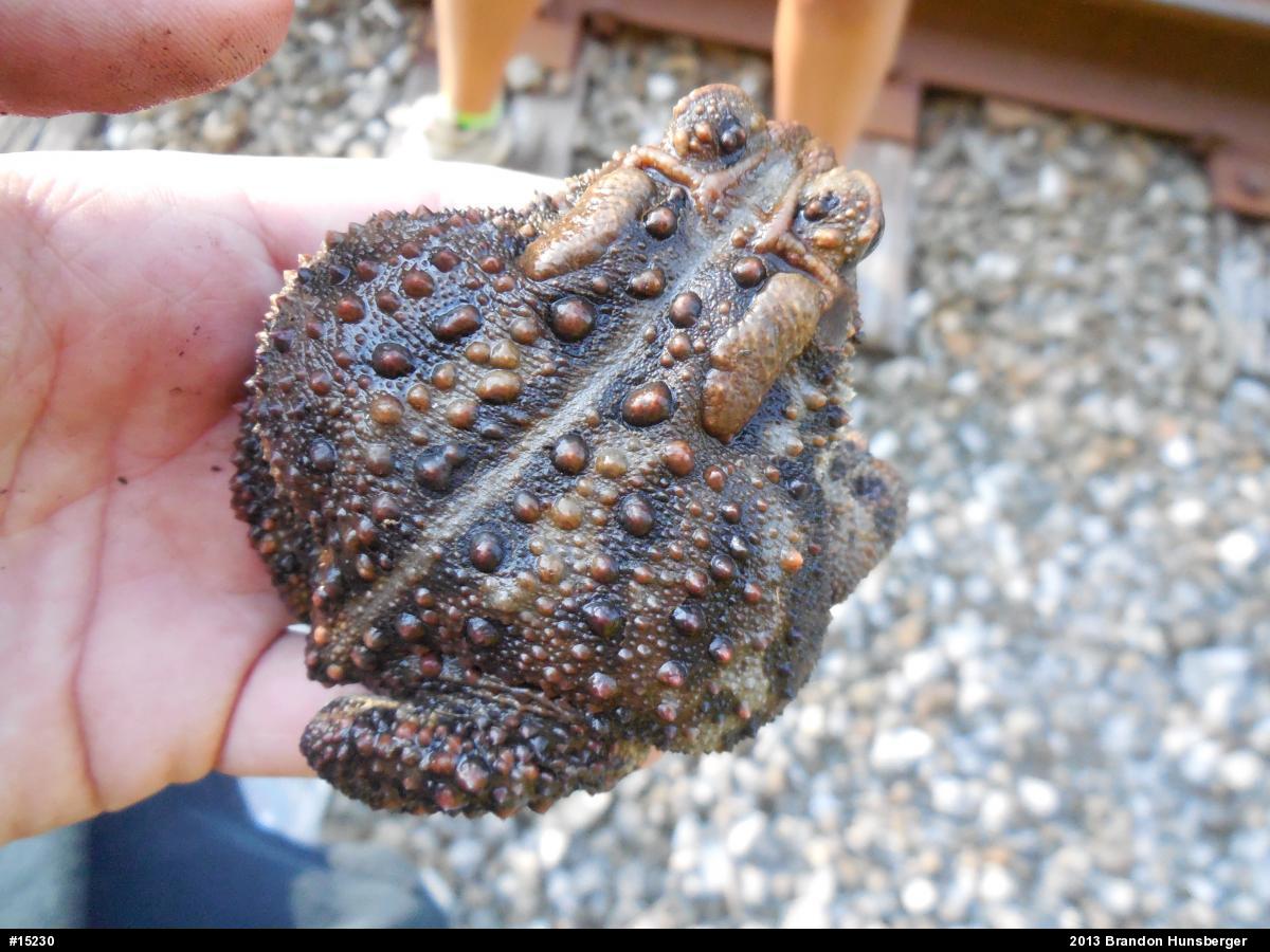 Eastern American Toad