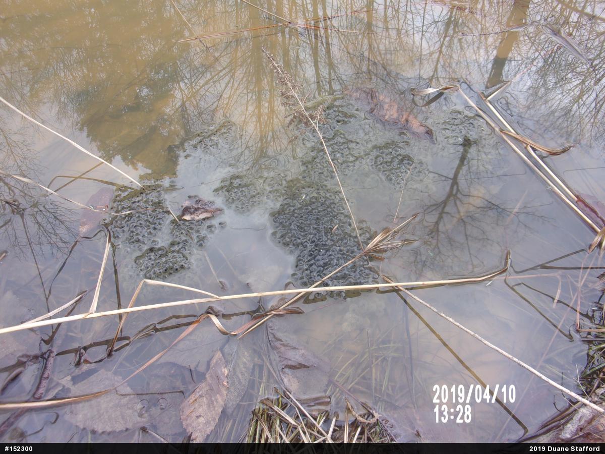 Wood Frog
