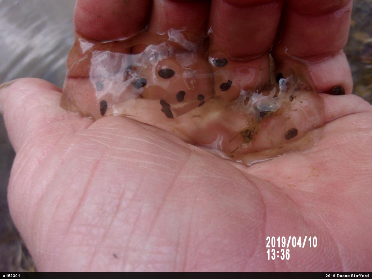 Jefferson Salamander