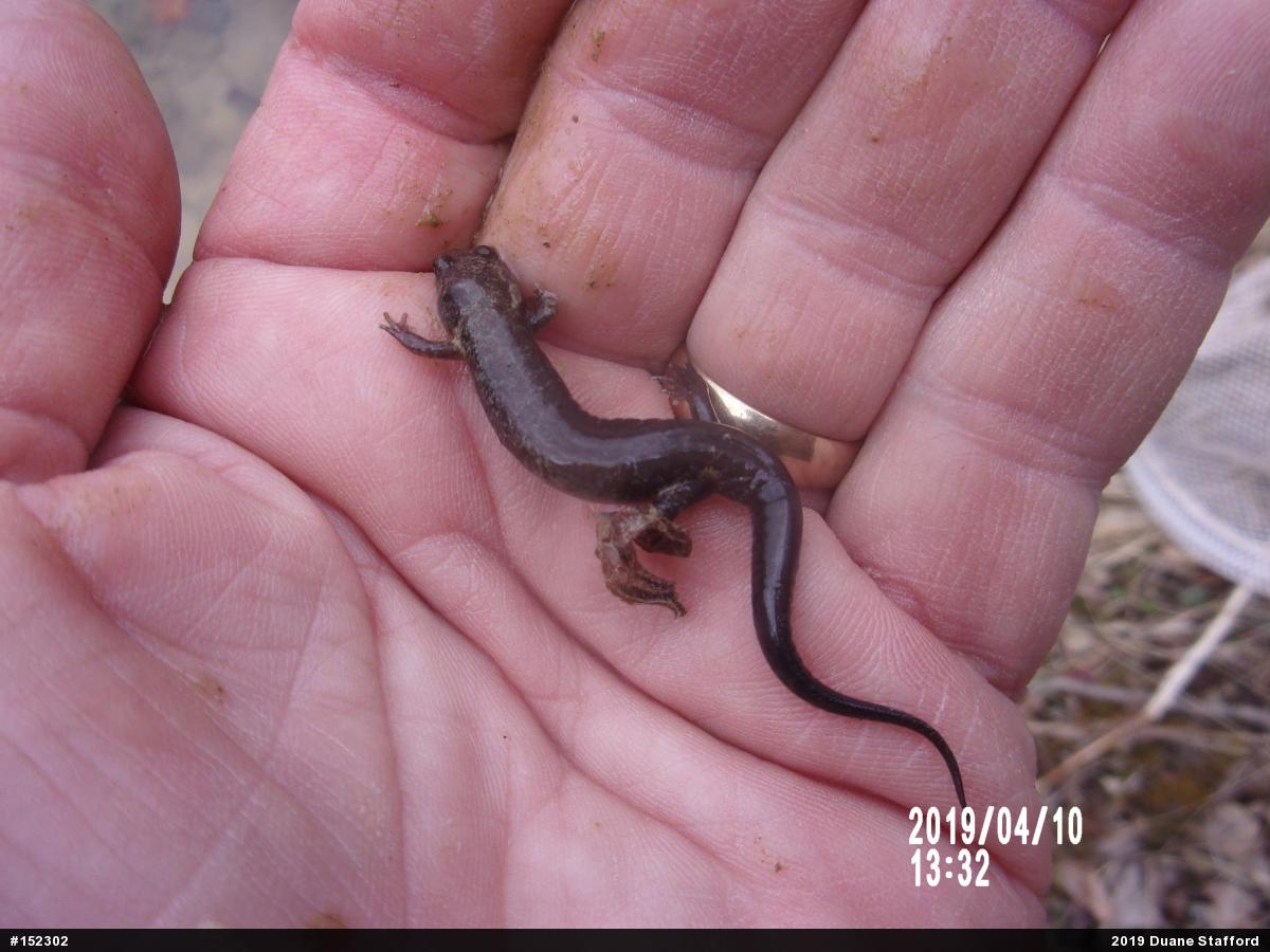 Allegheny Mountain Dusky Salamander