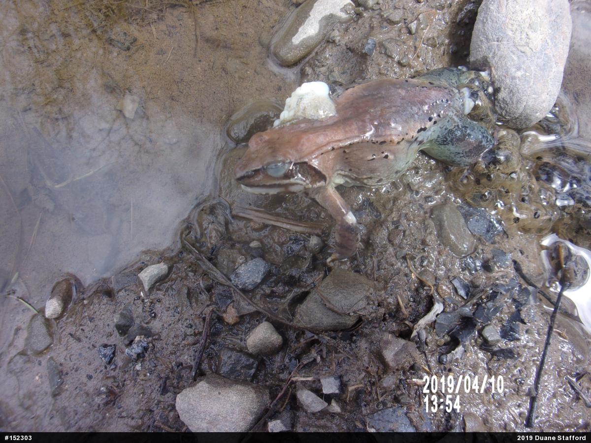 Wood Frog