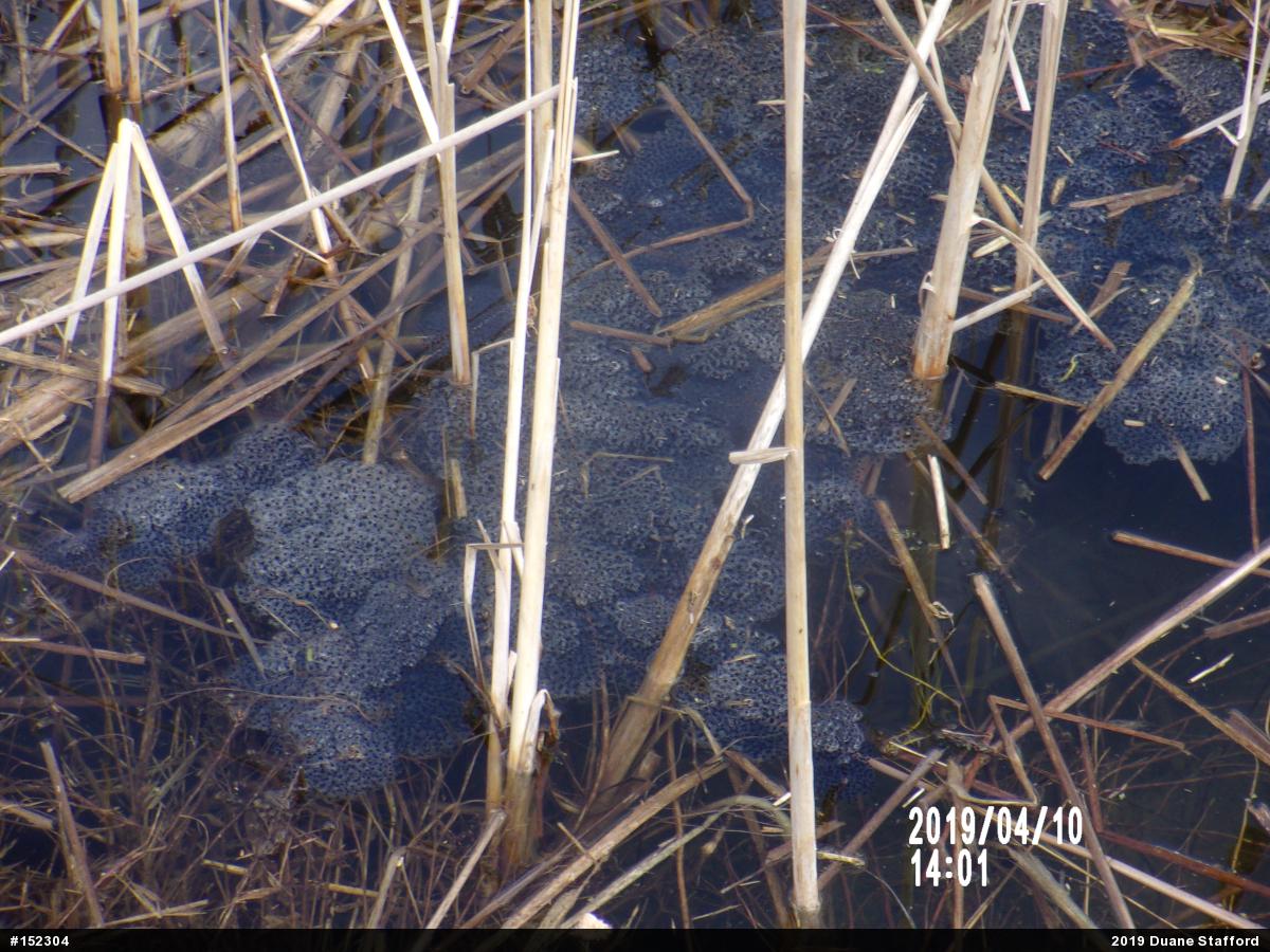 Wood Frog