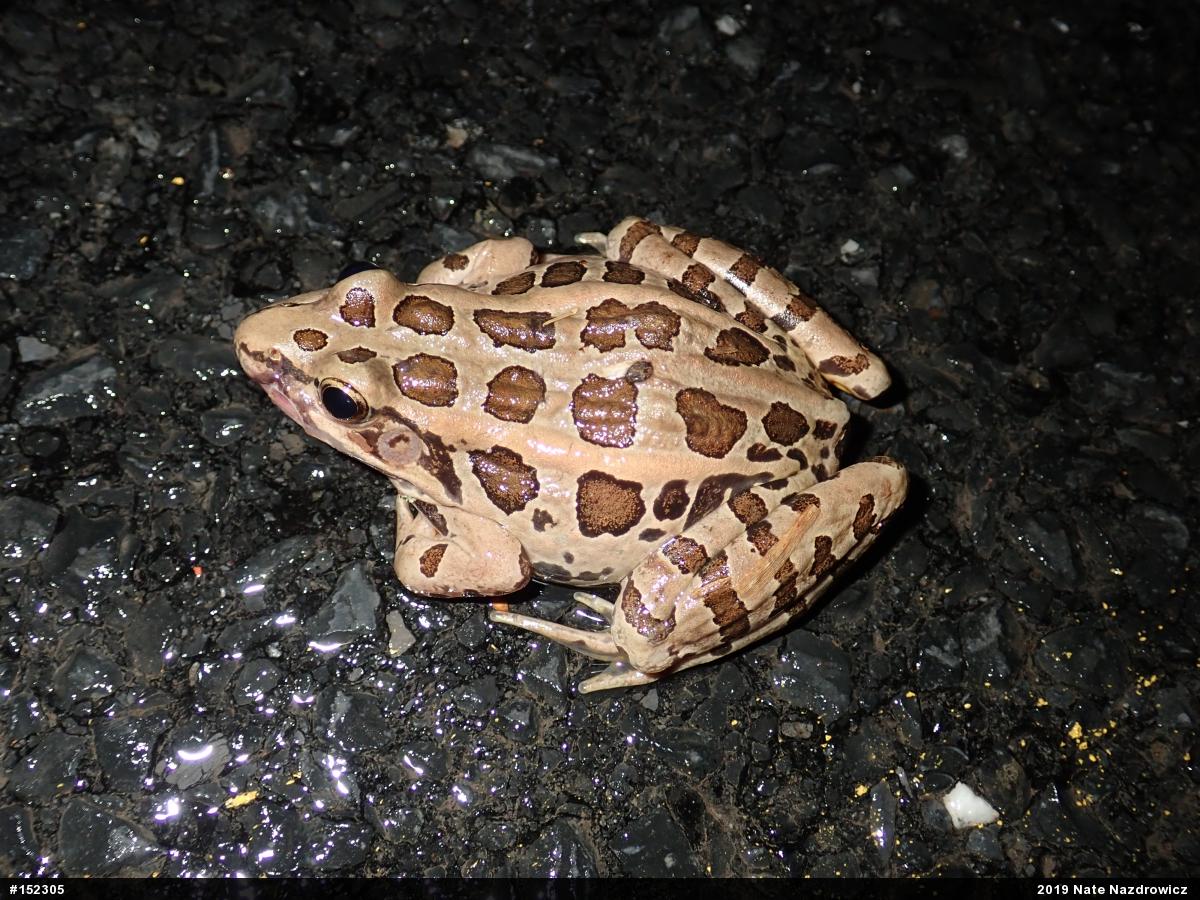 Pickerel Frog