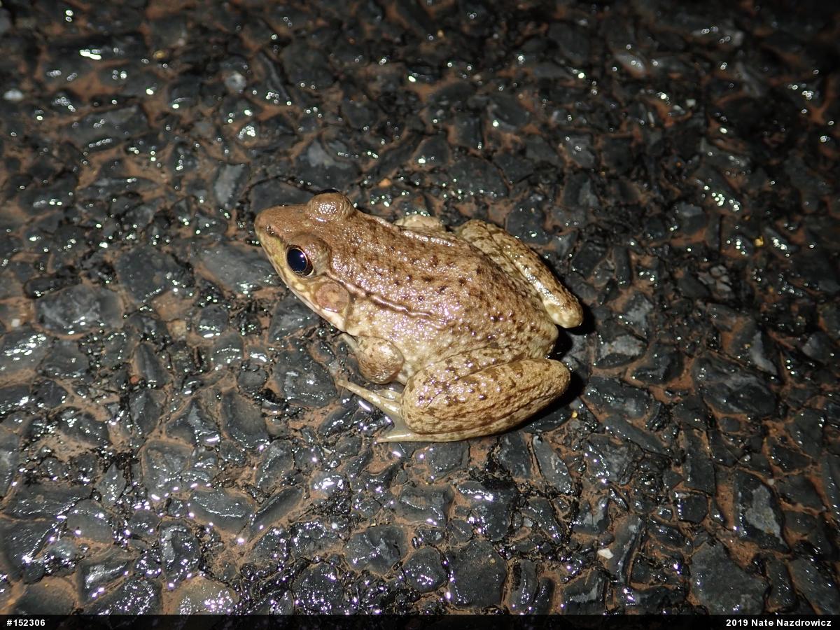 Green Frog