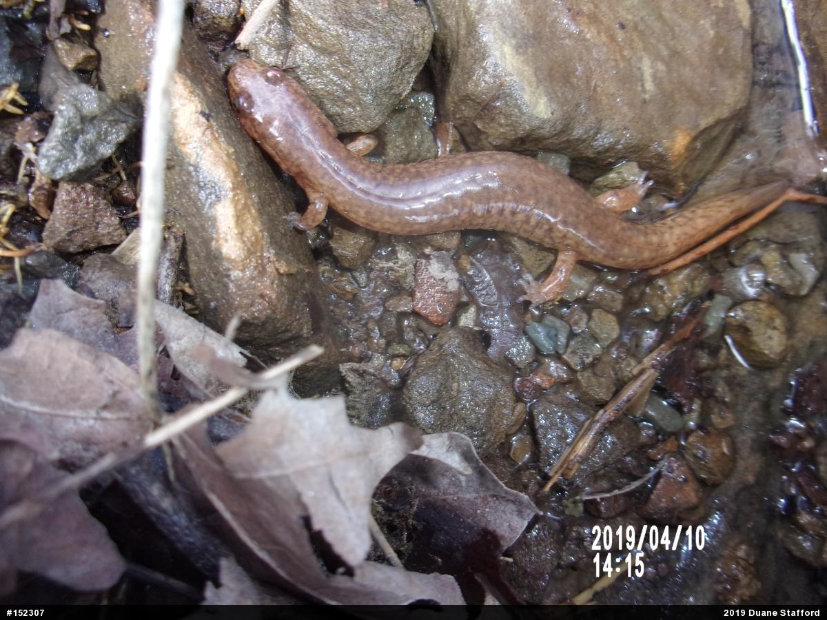 Northern Spring Salamander