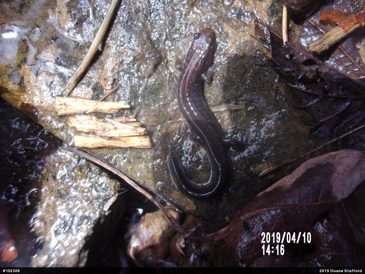 Allegheny Mountain Dusky Salamander