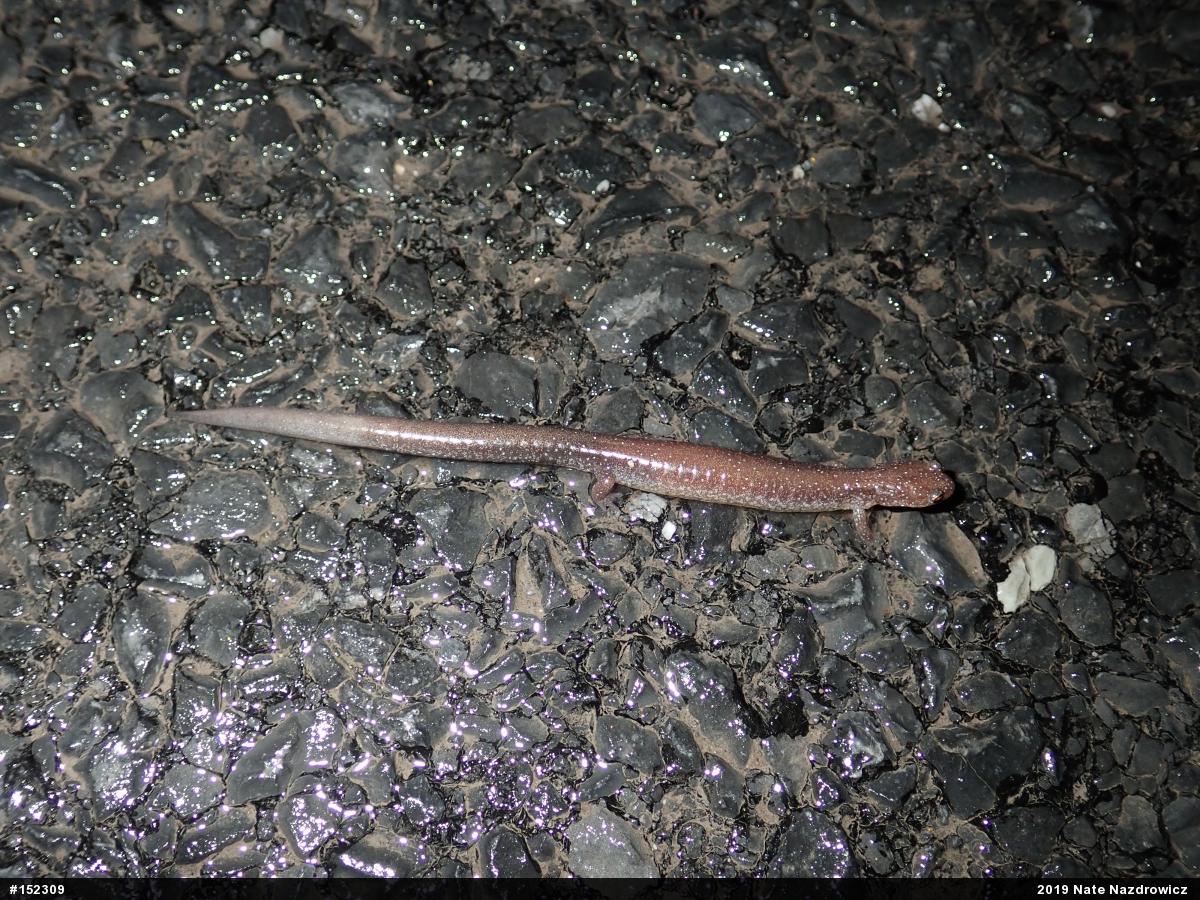 Eastern Red-backed  Salamander