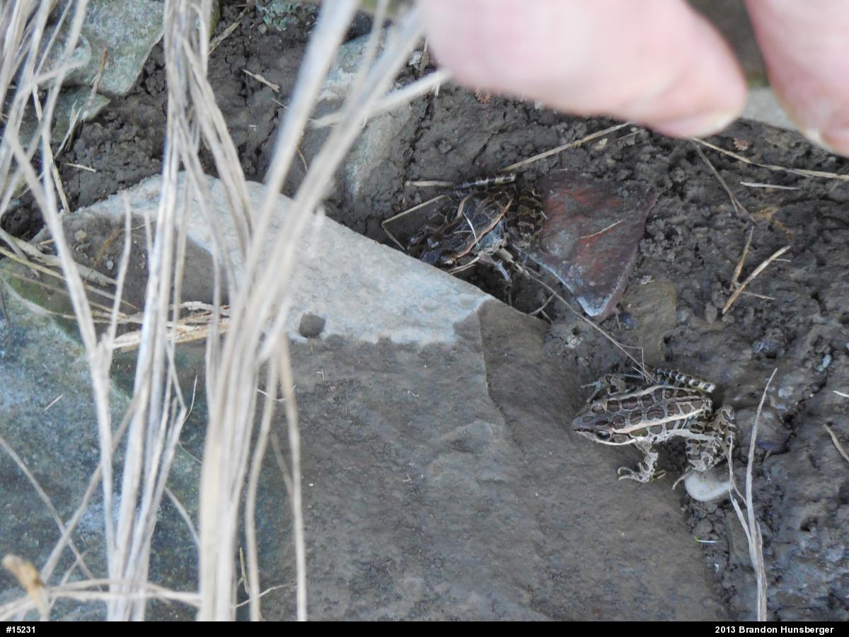 Pickerel Frog