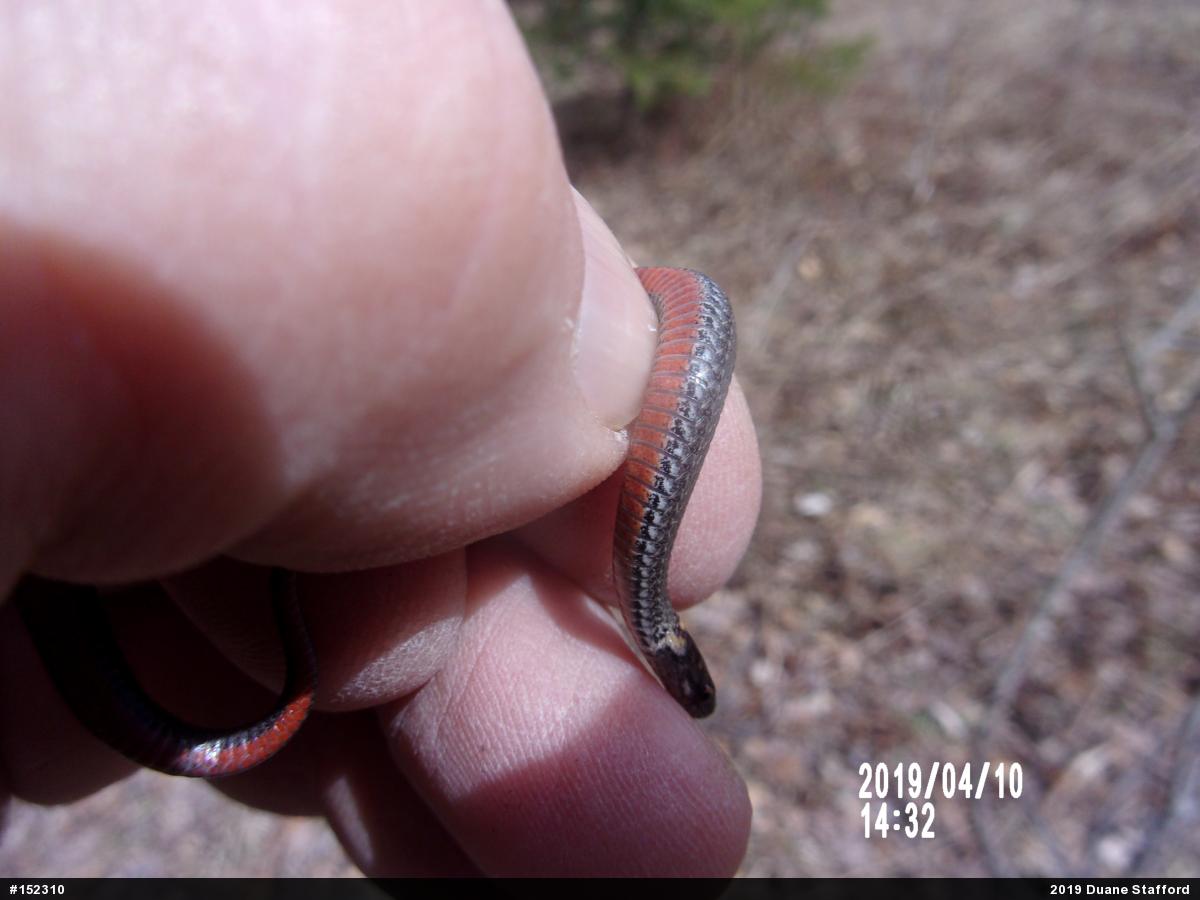 Red-bellied Snake