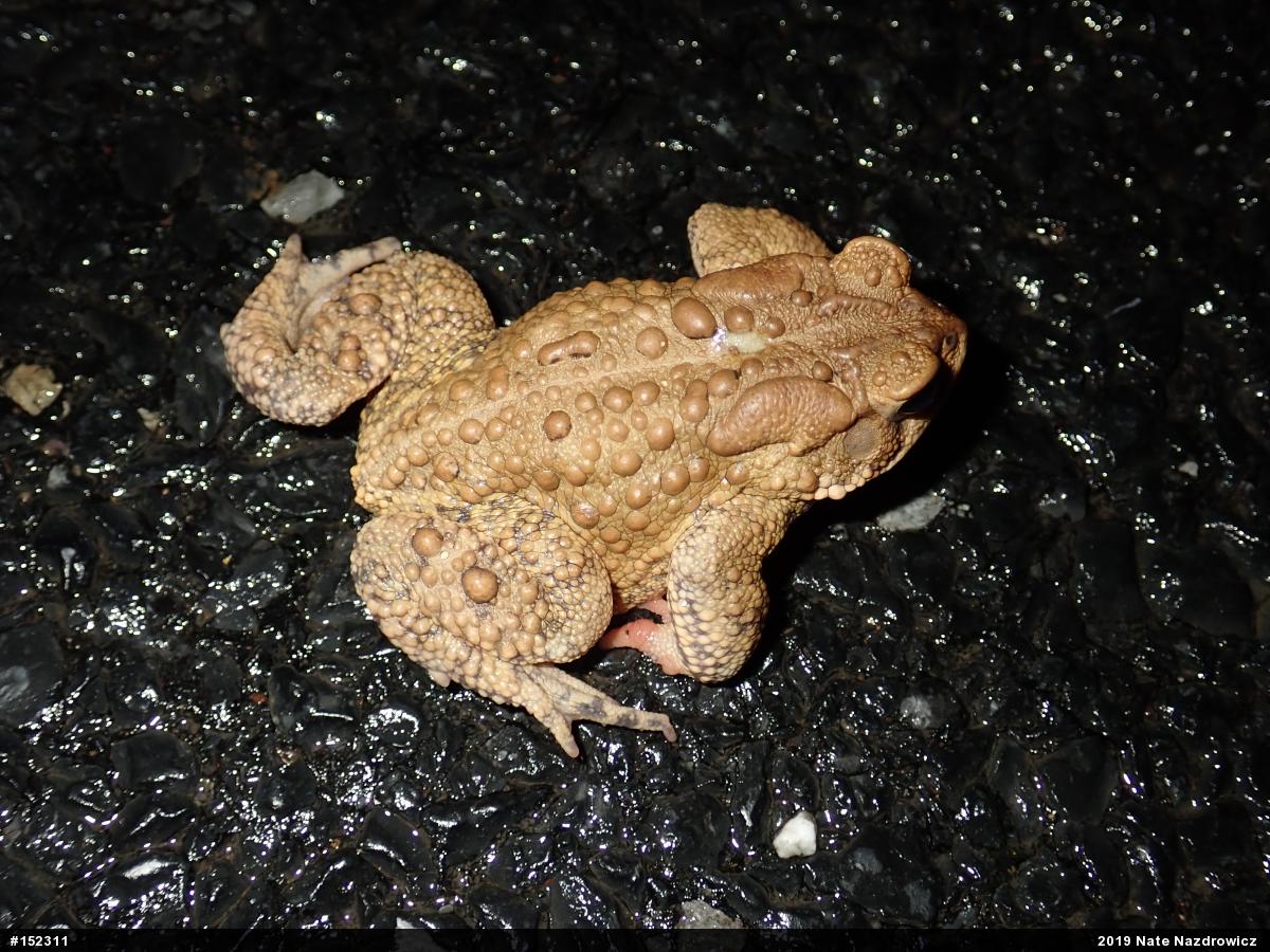 Eastern American Toad