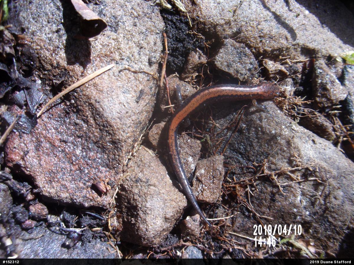 Eastern Red-backed  Salamander