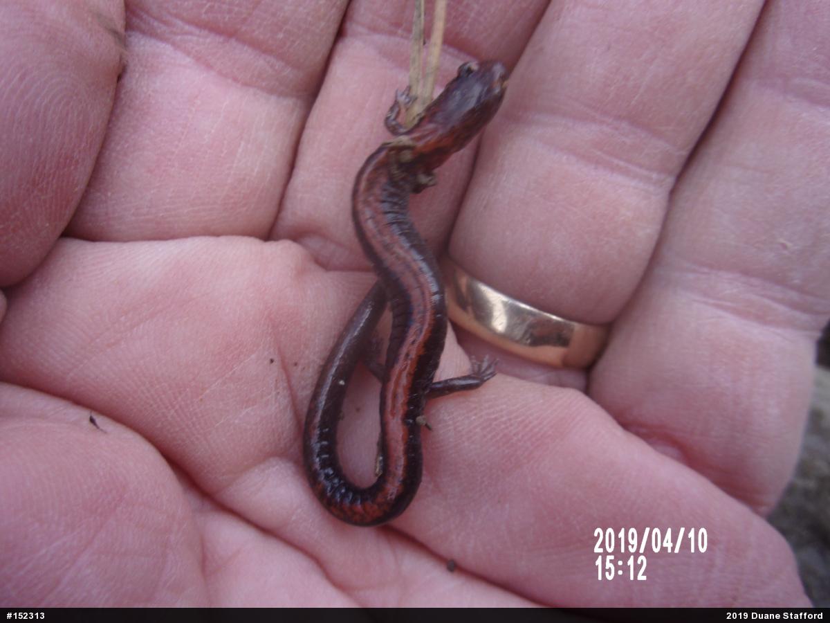 Eastern Red-backed  Salamander