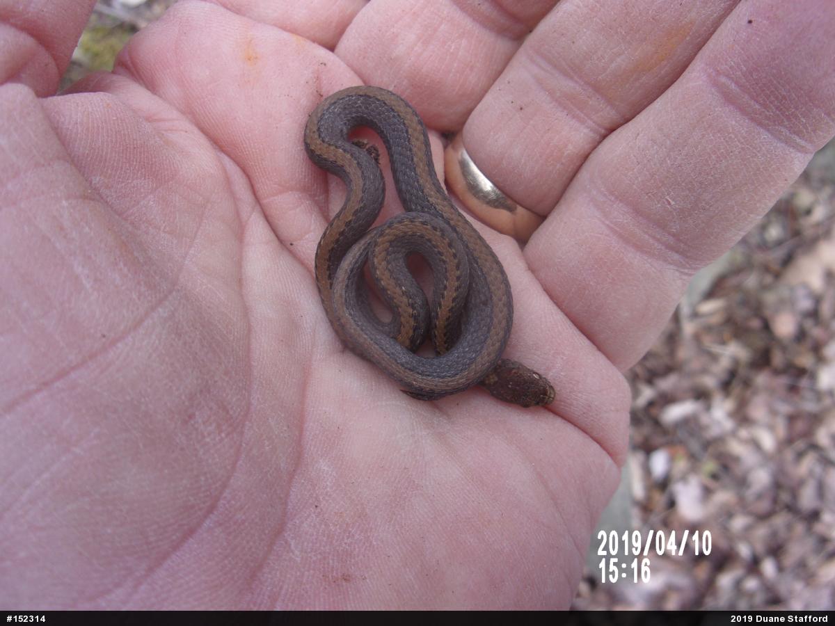 Red-bellied Snake