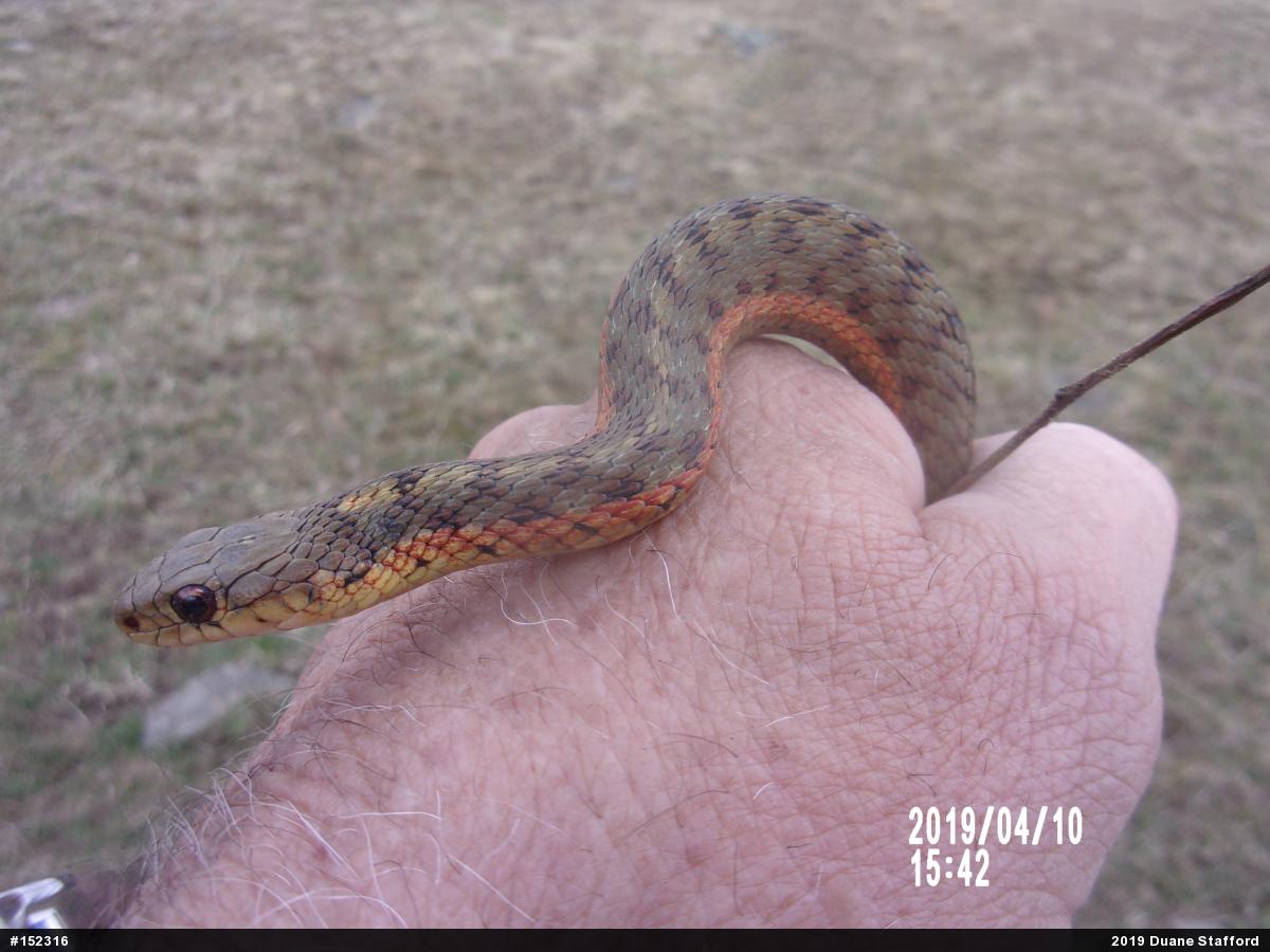 Eastern Gartersnake