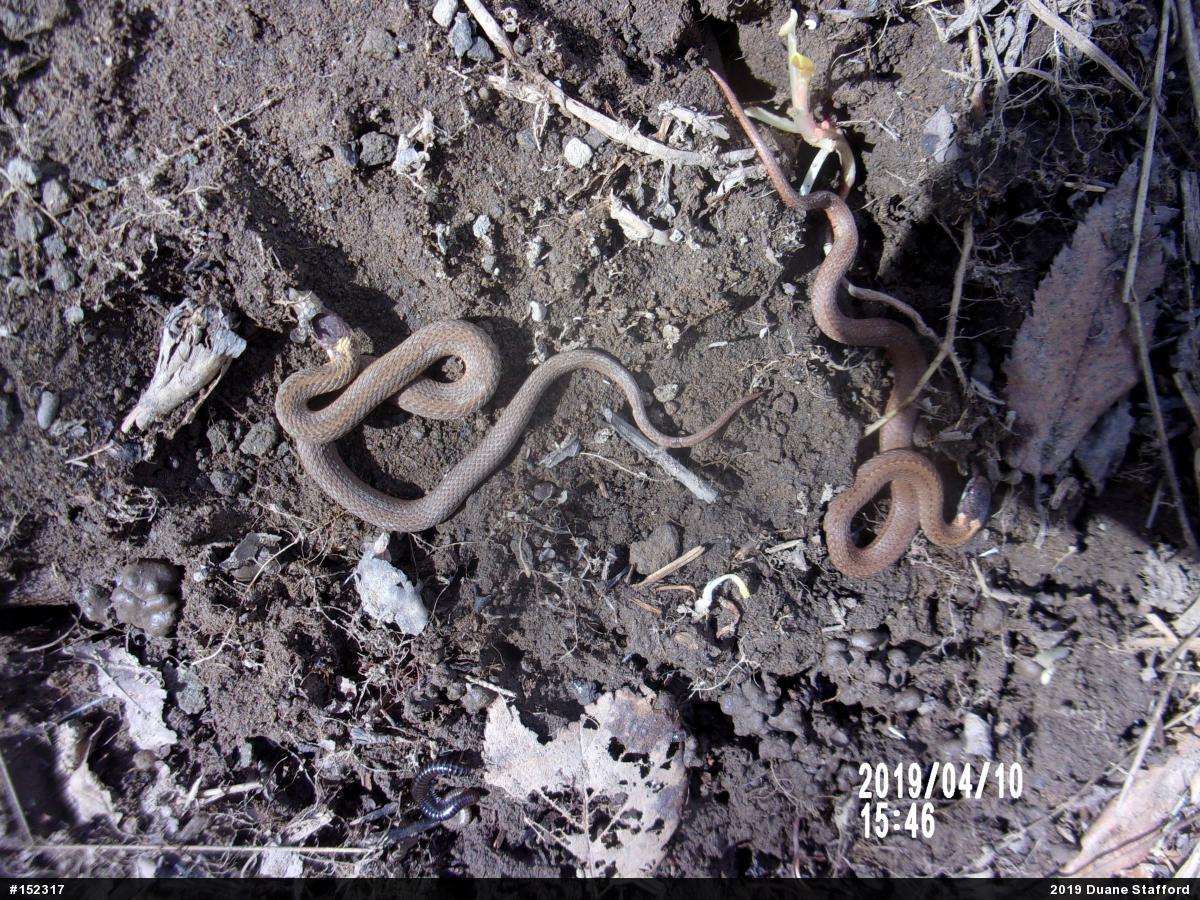 Red-bellied Snake