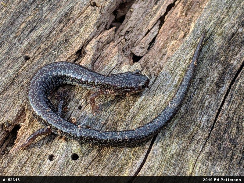 Valley And Ridge Salamander