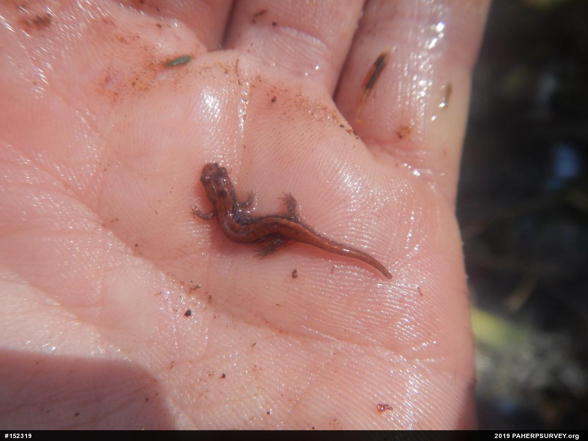 Allegheny Mountain Dusky Salamander