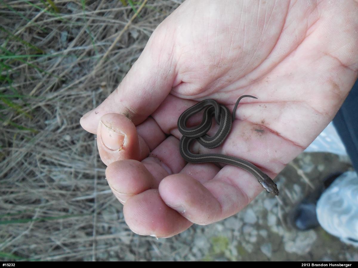 Shorthead Gartersnake