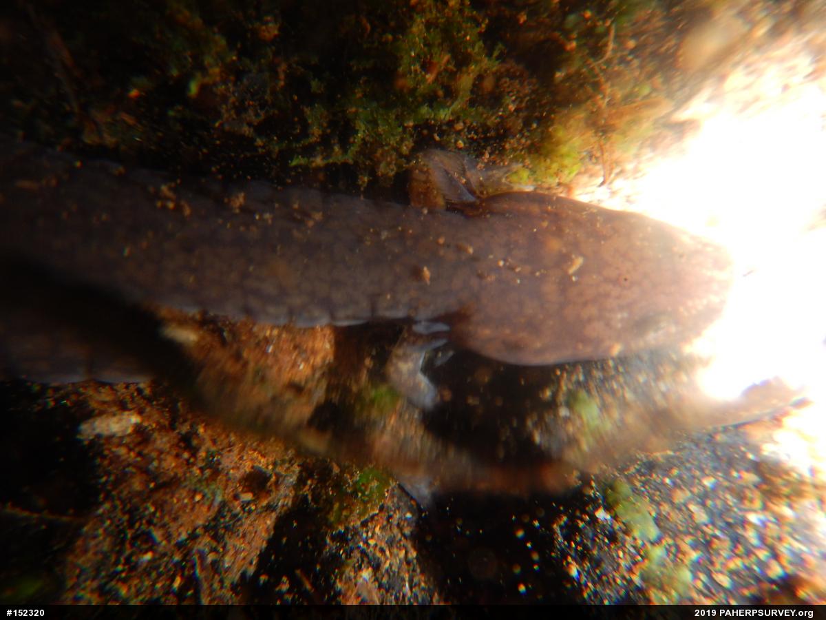 Northern Spring Salamander