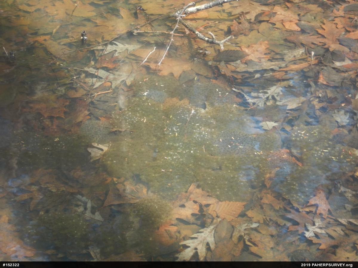 Wood Frog