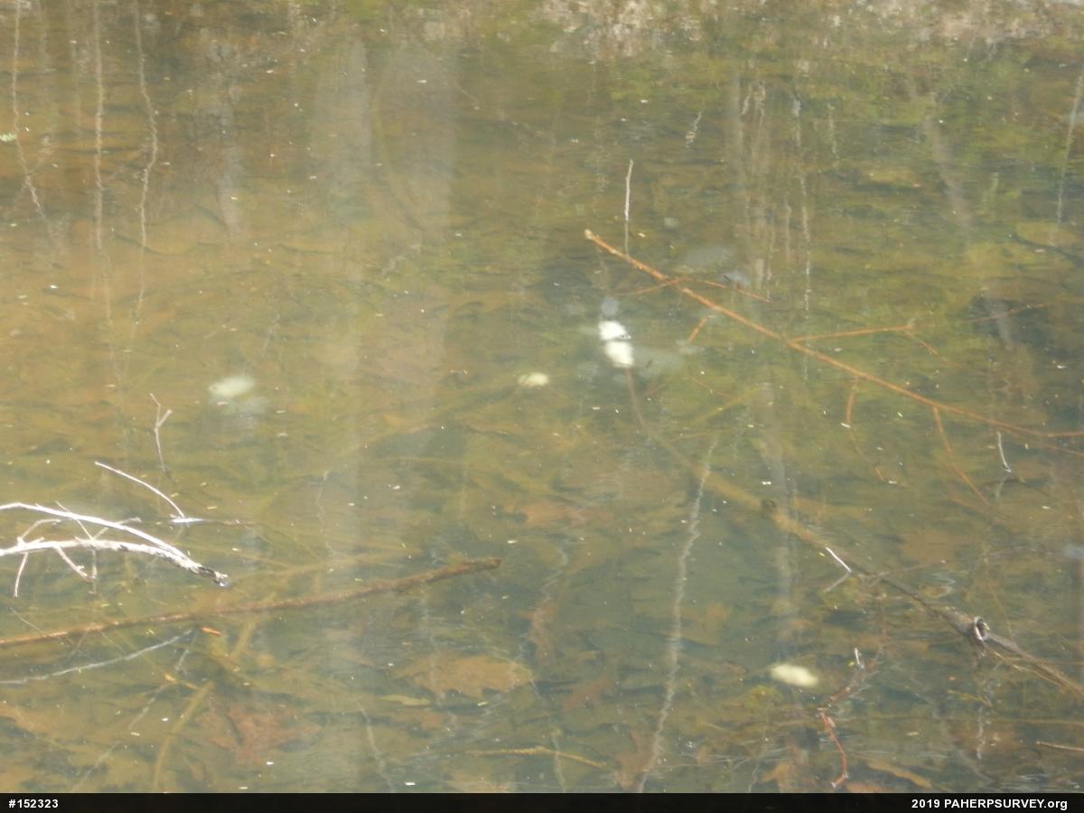Spotted Salamander