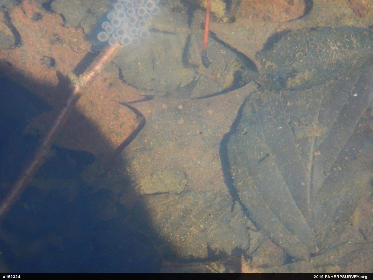 Spotted Salamander