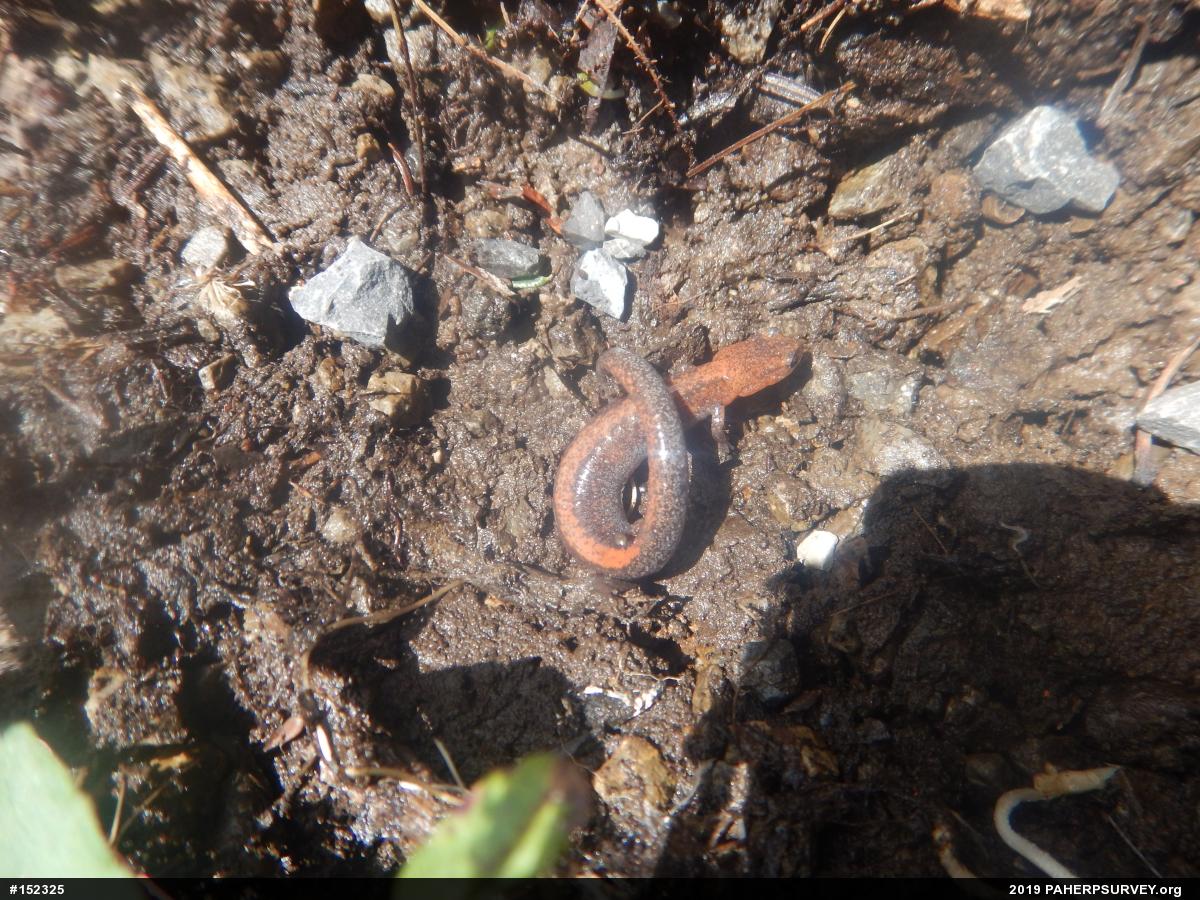 Eastern Red-backed  Salamander